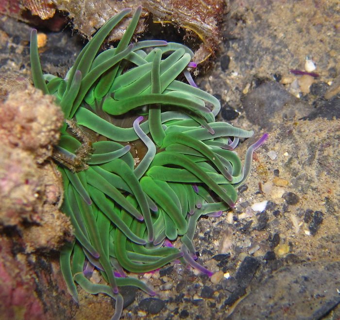 Condylactis aurantiaca?